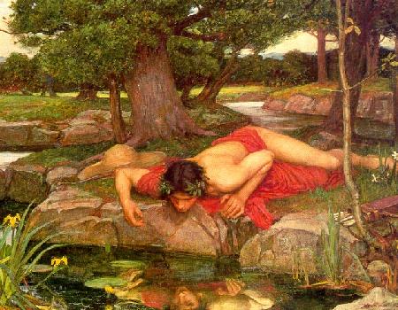 Narcissus